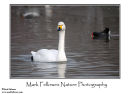 Bewick`s swan Cygnus columbianus